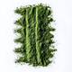 Chlorella icon