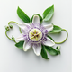 Passionsblume icon