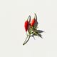 Chili icon