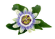 Passionflower extract icon