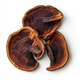 Reishi mushroom icon